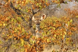 Kudu amongst the Mopane (1024x683)